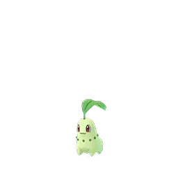 Chikorita