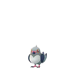 Pidove shiny