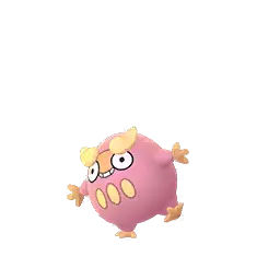 Darumaka shiny